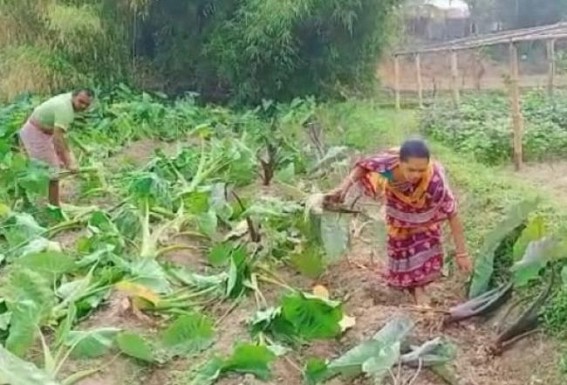 Destruction continues in Charilam area : Miscreants destroyed a poor farmer’s farmland Destruction continues in Charilam area : Miscreants destroyed a poor farmer’s farmland